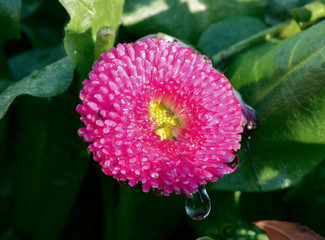 The tear of the flower