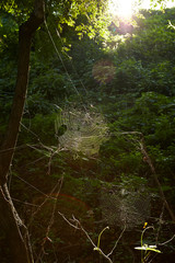 Spiderweb in forest 