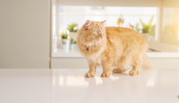 Beautiful ginger long hair cat lying on kitchen table on a sunny day at home