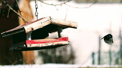 Meise fliegt vom Vogel-Futterhaus weg