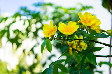 Apricot blossom is a symbol of the New Years of Vietnamese people. The flowers bloom during the days of the New Year and bring luck to people