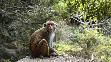 Monkey. Monkey macaque in the rain forest. Monkeys in the natural environment. China, Hainan