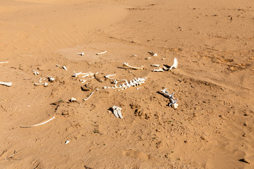 Fototapeta na wymiar bones of an animal in the desert
