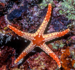 Necklace starfish underwater