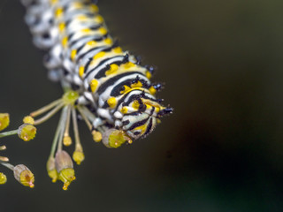 Caterpillar in late summer in garden