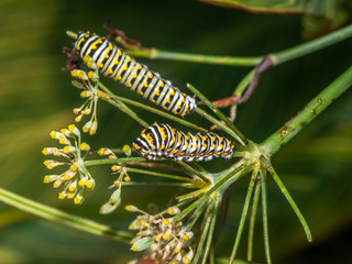 Caterpillar in late summer in garden