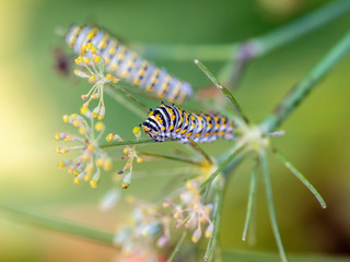 Caterpillar in late summer in garden