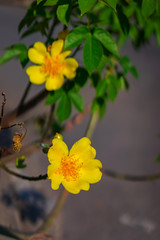 Fototapeta premium Apricot blossom is a symbol of the New Years of Vietnamese people. The flowers bloom during the days of the New Year and bring luck to people