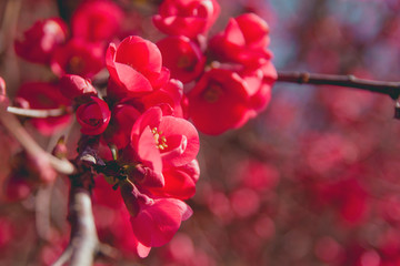 Chaenomeles japonica red flowers blooming in the end of winter