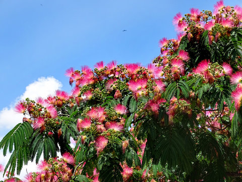 Flowers of Persian silk tree or pink silk tree (Albizia julibrissin) in bloom