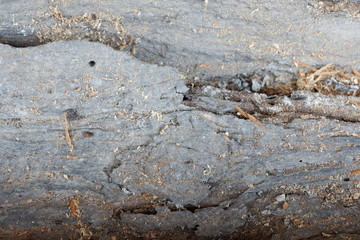 wood texture and wood root