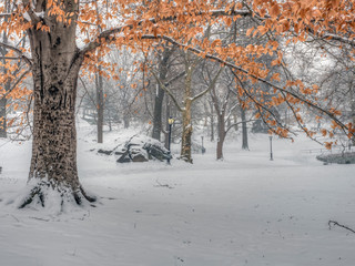 Central Park, New York City in winter