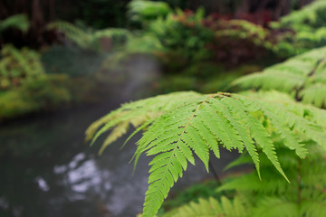 beautiful Green Fern  family tree For gardening 