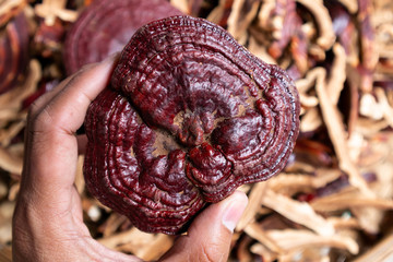 Dried Lingzhi mushroom Before make a drug