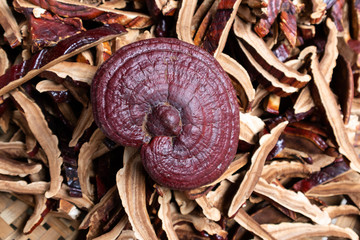 Dried Lingzhi mushroom Before make a drug