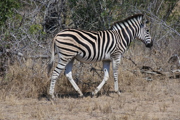 Fototapeta na wymiar Steppenzebra im Kruger Nationalpark in Südafrika