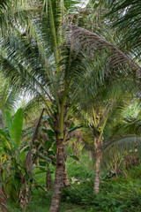 Obraz na płótnie Canvas coconut on a tree