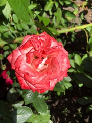 макросъемка