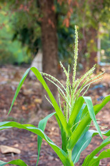 Fototapeta premium Close up corn flowering on