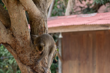 Lone monkey by a tree looking for food
