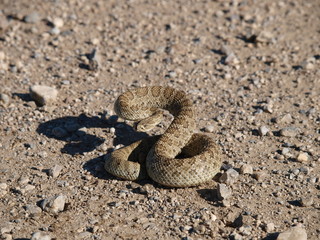 Fototapeta premium ready to strike