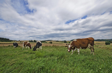 Fototapeta na wymiar Cows in the field