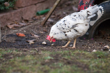 Orpington chicken is running and pawing in the home garden