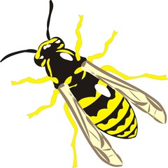 wasp with black and yellow stripes