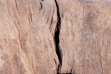 wood texture and wood root