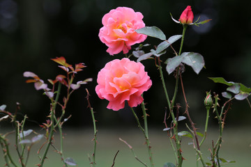 Beautiful roses bloom in the garden