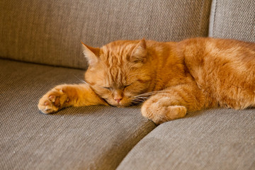 Fototapeta na wymiar Sleeping redhead british shorthair cat lies on a pillow and sleeps