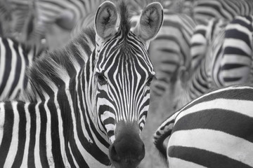 Zebra Kopf