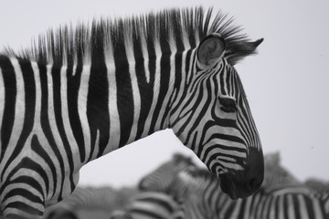 Fototapeta na wymiar Zebra Quer