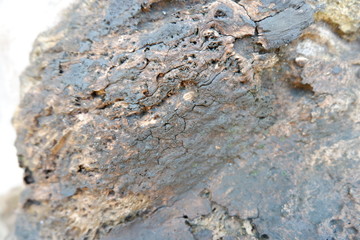 wood texture and wood root