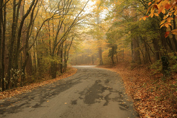 Road in a beautiful autumn forest