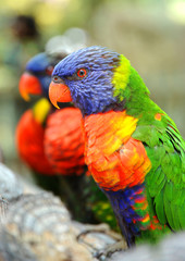 Theses Rainbow Lorikeets are perched on a branch and looking very colorful and tame. 