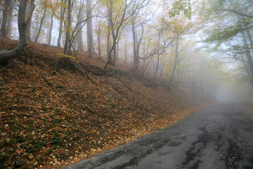 Naklejka premium Road in a misty beautiful autumn forest