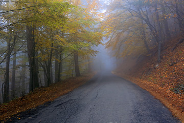 Road in a misty beautiful autumn forest
