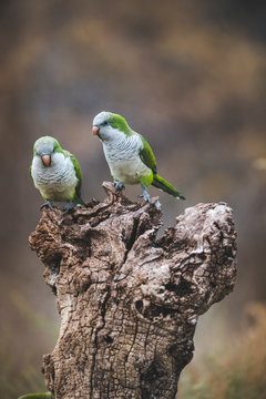 Parakeet,feeding on wild fruits, La Pampa, Patagonia, Argentina