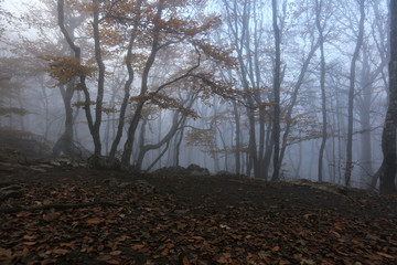 Mystic ella ivory downtown ct shopping thisismystic west street main elephants storefront official help Photos, illustrations et vidéos de silhouette