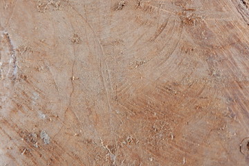 wood texture and wood root