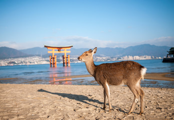 Deer in the foreground with the famous Itsukushima Shrine torii gate floating in the background.