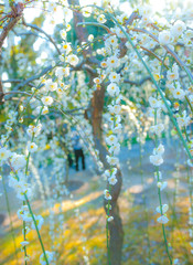 White plum blossoms in full bloom, taken at Kyoto City's Jonangu Shrine in Japan.