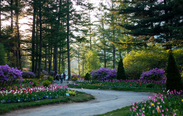 Obraz premium Visitors having a stroll in the beautiful 'Garden of Morning Calm' located in South Korea, with pretty flowers and tall trees lining the pavement.
