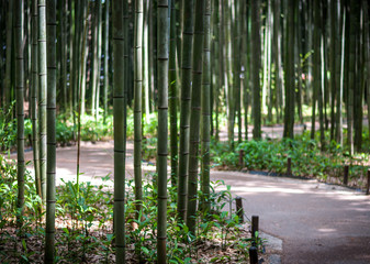 Fototapeta na wymiar Bamboo groves of Kyoto's famous tourist attraction, Arashiyama.
