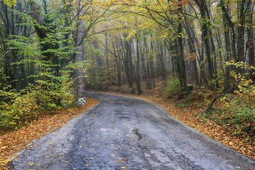 Road among the autumn forest