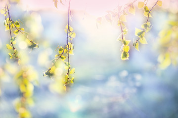 Spring background, green tree leaves on blurred background