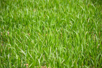 Green Field with Sprouts of Young Winter Wheat and Countryside Scenery