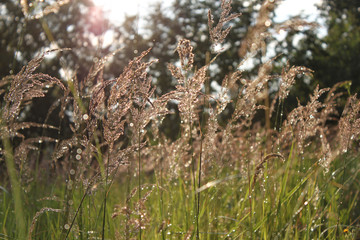 grass after rain