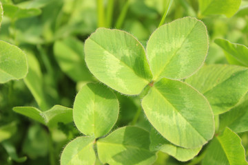 Fresh sunny natural background with bright green clover leaves backlit by the sun on a green background